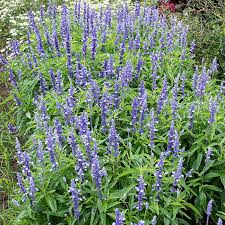 Image result for Salvia farinacea