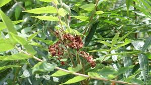 More images for red spiky fruit tree » Plant Id Forum Tree With Red Spiky Fruit Garden Org