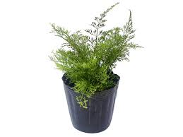 Image result for Asplenium ceii