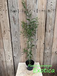 Image result for Strophanthus speciosus