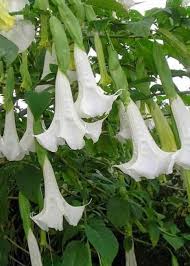 Cahaya, ungu, daun bunga, berwarna merah muda, berkilau, perhiasan, latar belakang, indah, neraka, kecubung, batu permata, kristal, keterangan. Kecubung Hutan Wikipedia Bahasa Indonesia Ensiklopedia Bebas