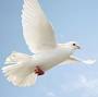 Profile Picture of Obituary information for Christopher Benefield (@wtwilsonfuneralchapel.com) on Google