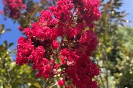 Image result for Oleandra distenta