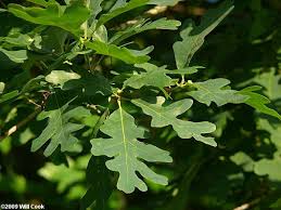 White Oak Quercus Alba Leaves White Oak Tree Plant Leaves Oak Tree
