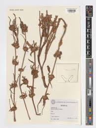 Image result for Spermacoce ruelliae