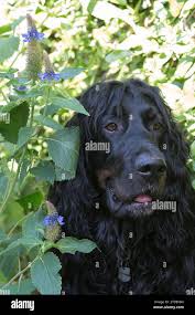 Image result for Pycnostachys prittwitzii