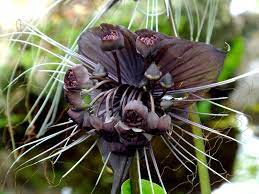 Bat Flower Care Tips For Growing Tacca Bat Flowers Bat Flower Bat Plant Unusual Flowers