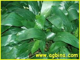 Image result for Halopegia azurea