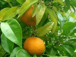 Image result for Citrus × aurantium