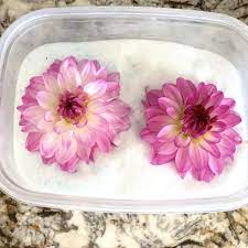 Stick more cuttings of different flowering shrubs as well. Drying Flowers In Silica Gel Pouring Silica Sand Over Dahlias Dried Flowers Preserving Flowers Video Resin Crafts Resin Diy Dried And Pressed Flowers