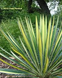 The yucca plant prefers high light, but can survive in low light, as long as you make sure to apply proper watering and maintenance techniques. Color Guard Yucca Other Deer Resistant Color Digging Drought Tolerant Shrubs Yucca Filamentosa Part Sun Perennials