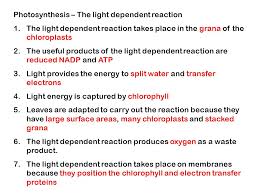 The thylakoid membrane contains some integral membrane protein complexes that catalyze the light reactions. Photosynthesis The Light Dependent Reaction 1 The Light Dependent Reaction Takes Place In The Grana Of The Chloroplasts 2 The Useful Products Of The Ppt Download