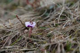 Image result for Cyclamen parviflorum