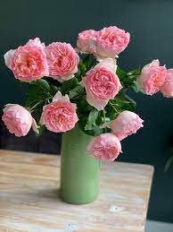 (plant patent #24296, var;meldysouk) our 2017 cover rose! The Rose Princess Charlene Of Parfum Flower Company Facebook