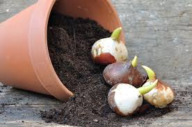 Ab märz gibt es im gartencenter oder auf dem bauernmarkt die ersten steckzwiebeln zu kaufen. Blumenzwiebeln Vergessen Zu Pflanzen Kann Man S Noch Nachholen