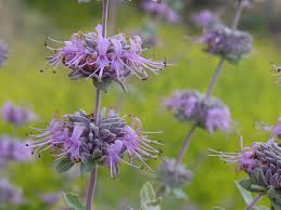 Image result for Salvia stenophylla