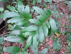 Image result for Xylopia katangensis