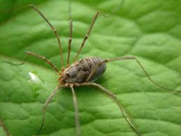 Image result for Arachniodes webbiana