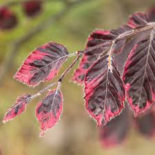 Image result for Fagonia isotricha