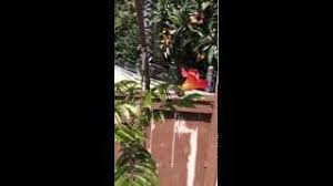 Image result for Fernandoa abbreviata