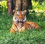 Tigre de Bengala from es.wikipedia.org