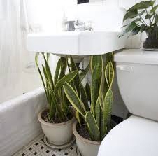 pin on houseplants