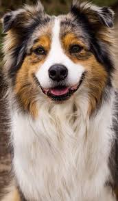 Zeynep Adli Kullanicinin Australian Shepherds Panosundaki Pin