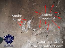 The landlord or the tenant? How To Keep Snakes Away From Your Property Prudential Pest Solutions