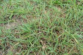 Image result for Digitaria bidactyla
