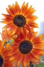 Orange Sunflower 2 Art Print By Amy Fose In 2021 Orange Sunflowers Sunflowers And Daisies Wedding Flowers Sunflowers