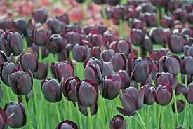 Check spelling or type a new query. Black Tulips Another