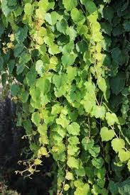 Image result for Parthenocissus