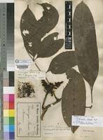 Image result for Trichoscypha lucens