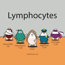 Lymphocytes Poster Cell Cartoons Download 24,000+ royalty free cell cartoon vector images. lymphocytes poster