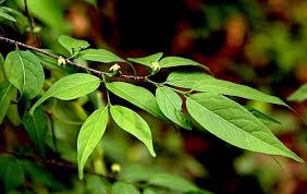 Image result for Rytigynia umbellulata