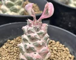 Image result for Monadenium crenatum