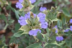 Image result for Blepharis acanthodioides