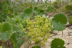 Image result for Hydrocotyle bonariensis