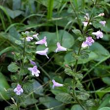 Image result for Clinopodium simense