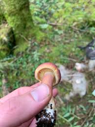 The app uses the power of image recognition technology to identify mushrooms and fungi species all around you. Could Anybody I D This Mushroom Found In Northwest U K In A Group Underneath A Pine Tree Can T Seem To Find Anything That Matches It Pinkish Yellow Mycology