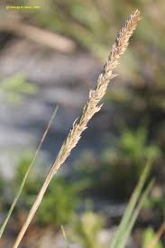 Image result for Sporobolus spicatus