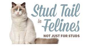 Shop chewy's sizzling summer savings for up to 40% off beds, litter, leashes & more. Stud Tail In Felines Not Just For Studs Groomer To Groomer Magazine