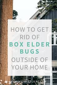 How to safely get rid of the boxelder bug insect outside on a house with dawn dish detergent these tree bugs are on box elder trees, as well as maple and ash. How To Get Rid Of Box Elder Bugs Outside The Home My Sweet Lilac