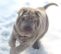 chinese shar pei shar pei puppies cute dogs chinese dog