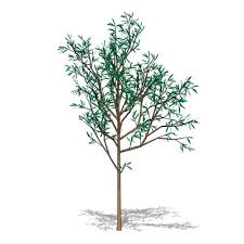 Deciduous means the tree loses its leaves completely in either the cold season or the dry season. Eucalyptus 3d Model Formfonts 3d Models Textures