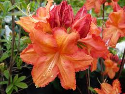 Rhododendron Firecracker Deciduous Azalea Rhododendron Plant Rhododendron Beautiful Blooms
