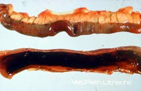 bệnh Panleukopenia ở mèo