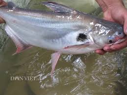 Image result for cầu tiêu cá vồ