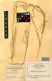Image result for Leptochloa coerulescens