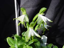 Image result for Bonatea antennifera